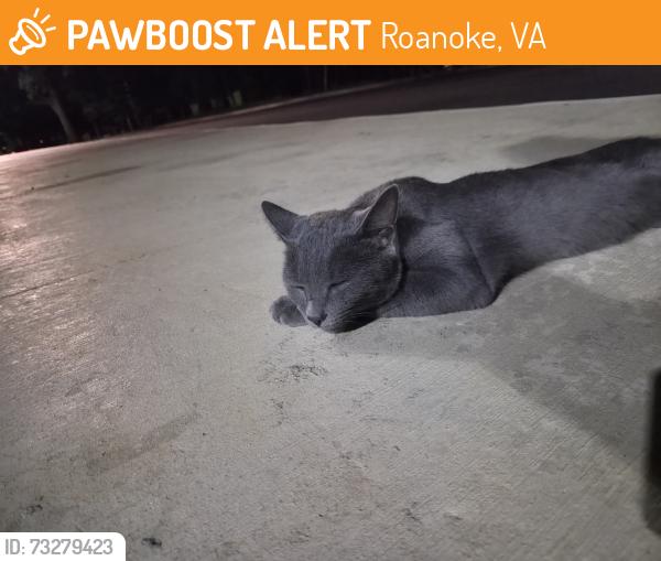 Found/Stray Male Cat last seen Carroll Ave NW, Roanoke, VA 24017