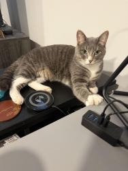 Reunited Female Cat last seen Foxglove Place and Sweet Grass gate, Mississauga, ON L5V 2N1