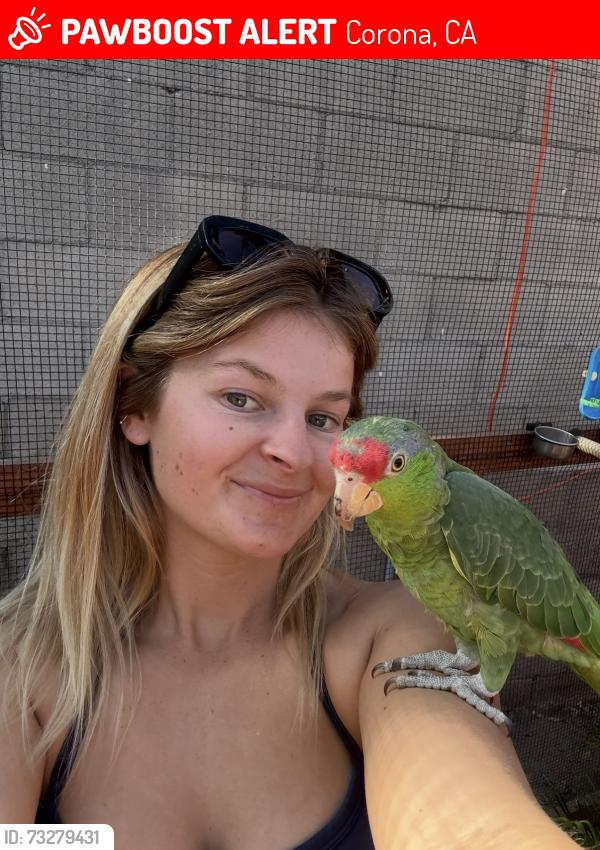 Lost Female Bird last seen Corona, CA, Corona, CA 92882