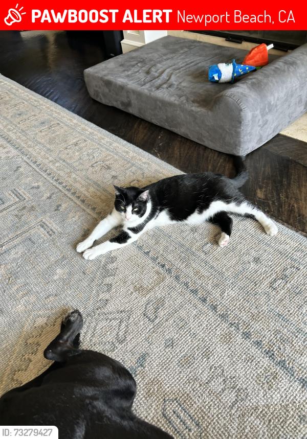 Lost Female Cat last seen Dover Shores, Newport Beach, CA 92660