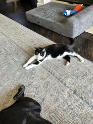 Lost Female Cat last seen Dover Shores, Newport Beach, CA 92660