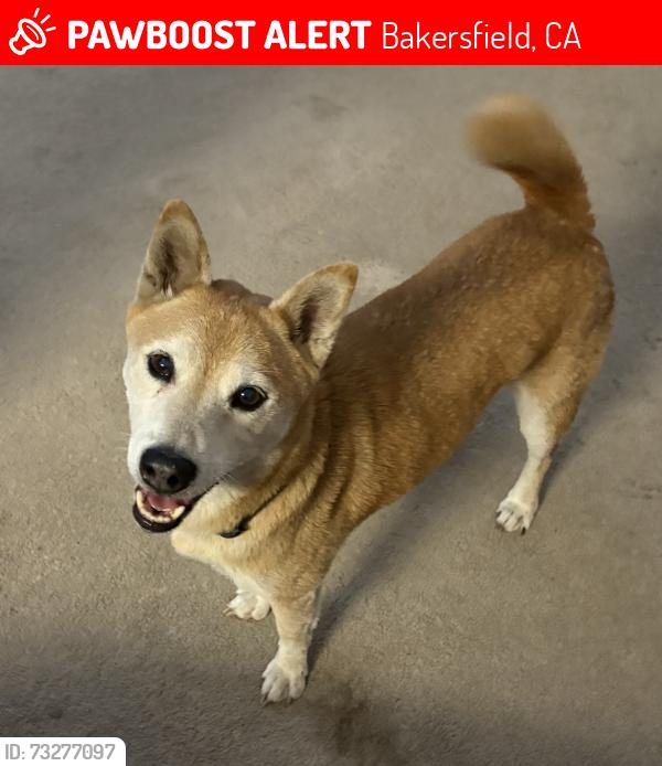 Lost Male Dog last seen McCray st and Universe ave., Bakersfield, CA 93308