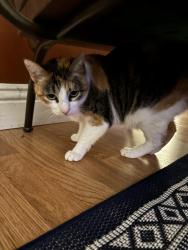 Lost Female Cat last seen Dos picos county park, Ramona, CA 92065