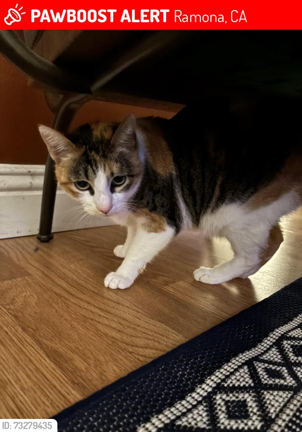 Lost Female Cat last seen Dos picos county park, Ramona, CA 92065