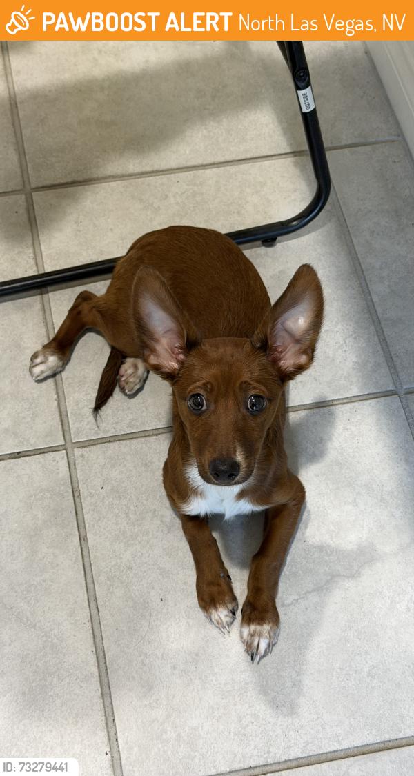 Found/Stray Male Dog last seen Ann and N. 5th, North Las Vegas, NV 89031