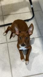 Found/Stray Male Dog last seen Ann and N. 5th, North Las Vegas, NV 89031