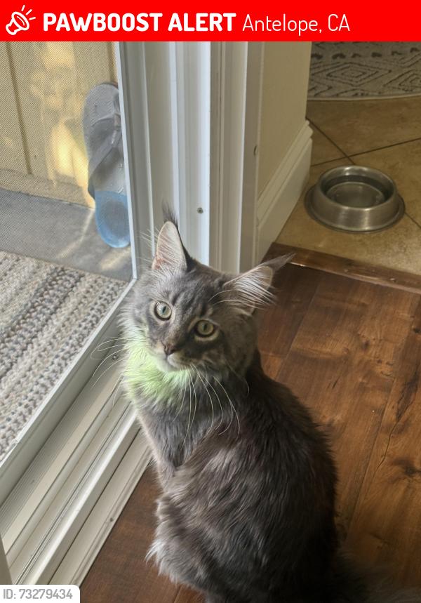 Lost Male Cat last seen Antelope Hills Dr, Antelope, CA 95843