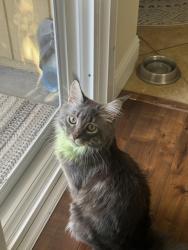 Lost Male Cat last seen Antelope Hills Dr, Antelope, CA 95843