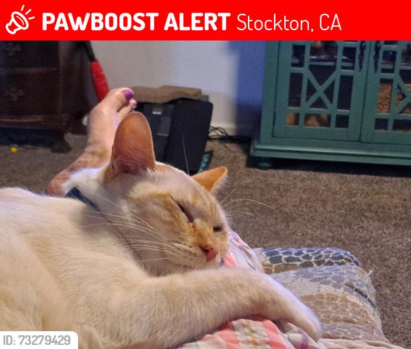 Lost Male Cat last seen Calariva, Stockton, CA 95204