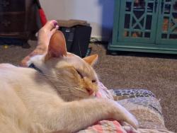 Lost Male Cat last seen Calariva, Stockton, CA 95204
