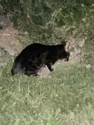 Found/Stray Unknown Cat last seen Near Tichester road next to park, Toronto, ON M5P 1P3
