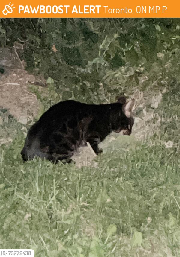 Found/Stray Unknown Cat last seen Near Tichester road next to park, Toronto, ON M5P 1P3
