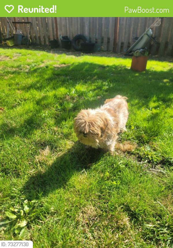 Reunited Unknown Dog last seen My home a few doors down from 9614 164th st e, Puyallup, WA 98375