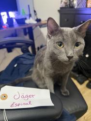 Reunited Male Cat last seen Near cooper st, Brooklyn, NY 11237