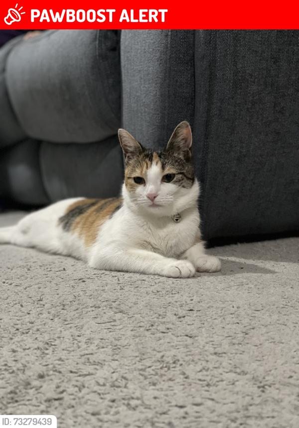Lost Female Cat last seen Oadby parade, Oadby, England LE2 5BF