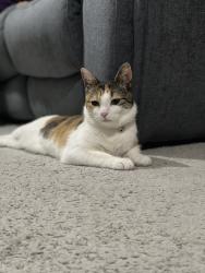 Lost Female Cat last seen Oadby parade, Oadby, England LE2 5BF