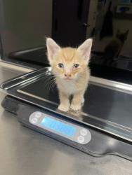 Shelter Stray Unknown Cat last seen Near WA-28, F1 Douglas County, WA, 1474 S Wenatchee Ave, Wenatchee, WA 98801, USA
