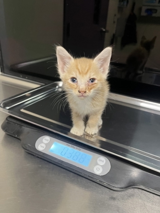 Shelter Stray Male Cat last seen Near WA-28, F1 Douglas County, WA, 1474 S Wenatchee Ave, Wenatchee, WA 98801, USA