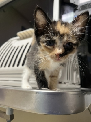 Shelter Stray Female Cat last seen Near WA-28, F1 Douglas County, WA, 1474 S Wenatchee Ave, Wenatchee, WA 98801, USA