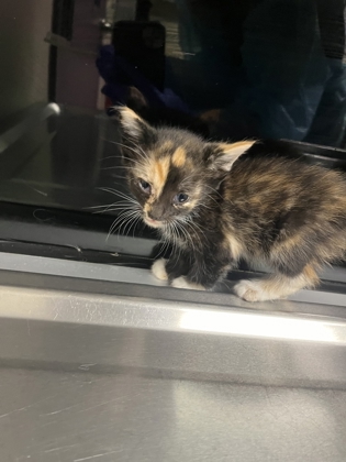 Shelter Stray Female Cat last seen Near WA-28, F1 Douglas County, WA, 1474 S Wenatchee Ave, Wenatchee, WA 98801, USA
