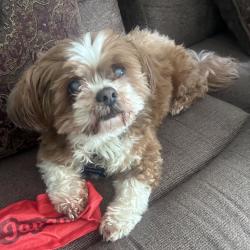 Lost Male Dog last seen Holly St and Franklin BLVD, Franklin Township, NJ 08873