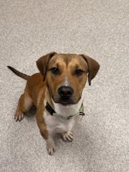 Shelter Stray Male Dog last seen The Alameda and Harford Rd., 21218, MD, 2490 Giles Rd, Baltimore, MD 21225, USA