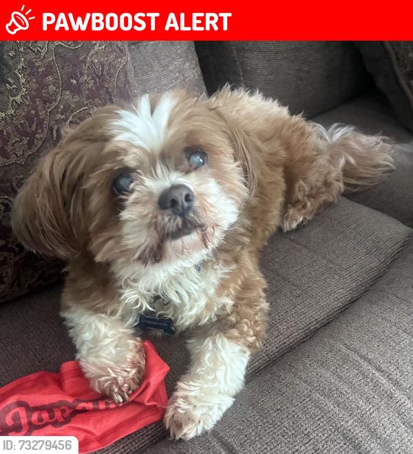 Lost Male Dog last seen Holly St and Franklin BLVD, Franklin Township, NJ 08873