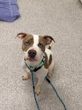Shelter Stray Female Dog last seen Near Bevyl ave, 21205, MD, 2490 Giles Rd, Baltimore, MD 21225, USA