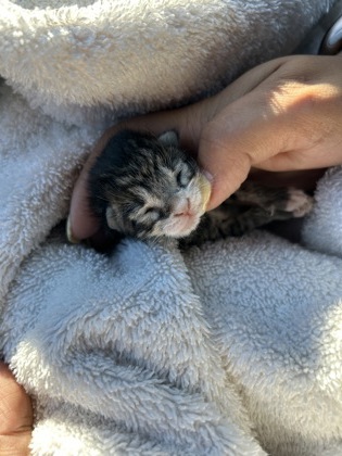 Shelter Stray Unknown Cat last seen Near FAIRVIEW ST, Central District, TX, 355 Hillshire Dr, Haslet, TX 76052, USA