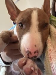 Lost Female Dog last seen Javeline Way, Jacoby Road, Spring Valley, CA 91977