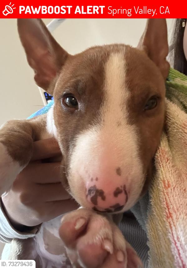 Lost Female Dog last seen Javeline Way, Jacoby Road, Spring Valley, CA 91977