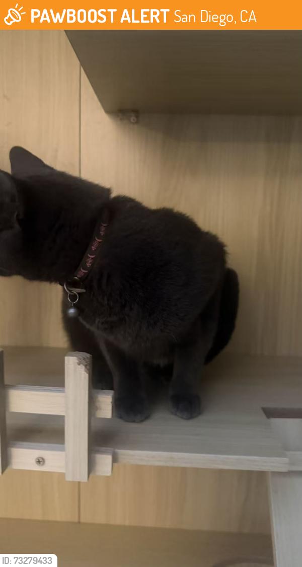 Found/Stray Unknown Cat last seen Near Parkside AVE, San Diego, CA 92139