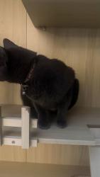 Found/Stray Unknown Cat last seen Near Parkside AVE, San Diego, CA 92139