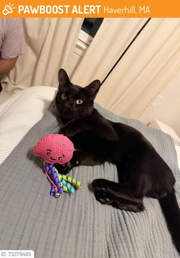 Found/Stray Male Cat last seen Lexington Ave Haverhill, Haverhill, MA 01835
