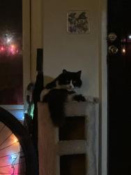Lost Female Cat last seen Lexington, El Cajon, CA 92020