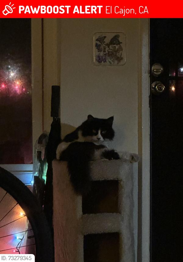Lost Female Cat last seen Lexington, El Cajon, CA 92020