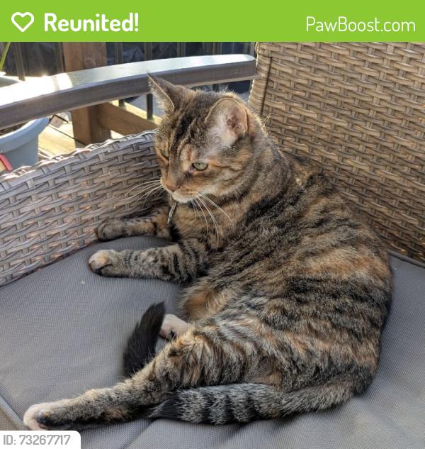 Reunited Female Cat last seen Maitland St between Woodbine Ave and Parkvale Dr, Kitchener, ON N2R 1V3