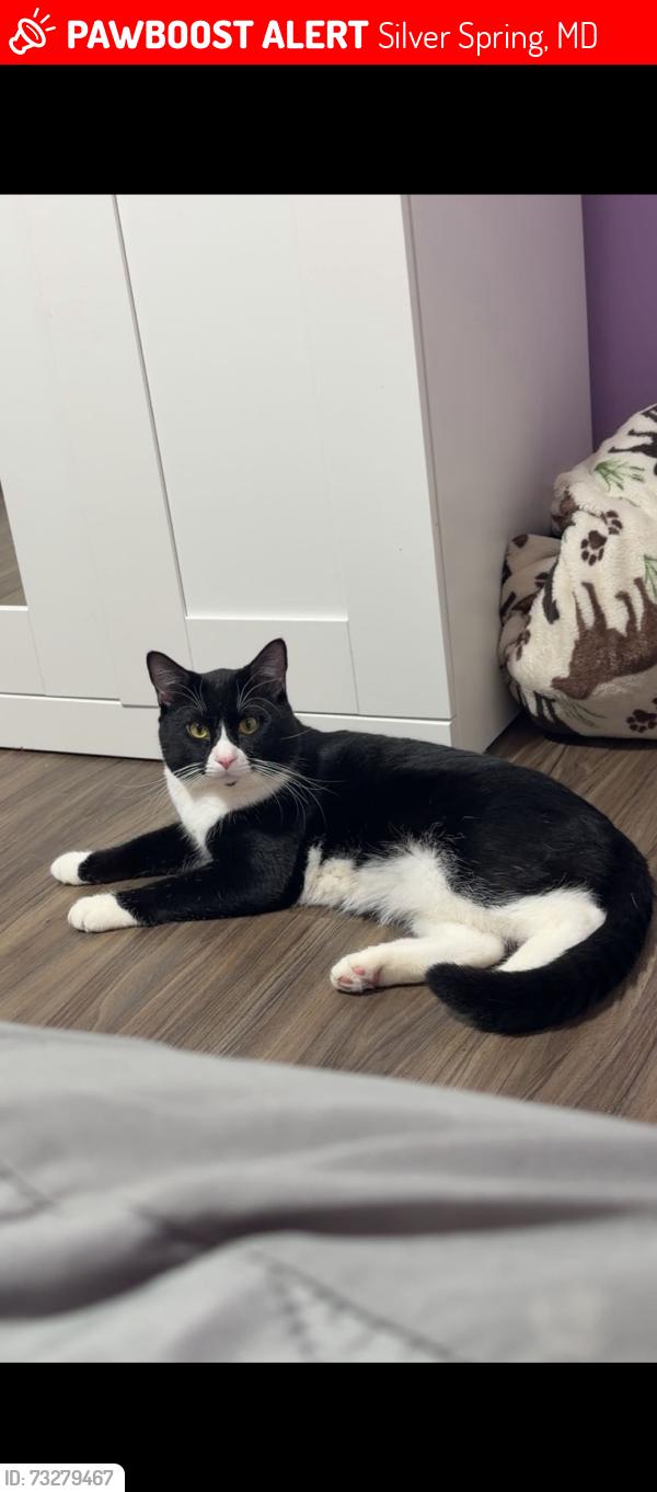Lost Male Cat last seen Napier st and may st, Silver Spring, MD 20906