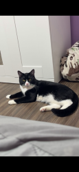 Lost Male Cat last seen Napier st and may st, Silver Spring, MD 20906