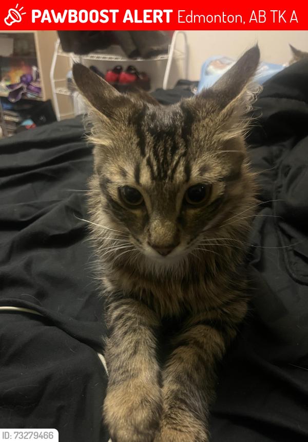 Lost Male Cat last seen Near 89st nw, Edmonton, AB T6K 3A1