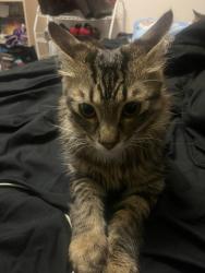 Lost Male Cat last seen Near 89st nw, Edmonton, AB T6K 3A1