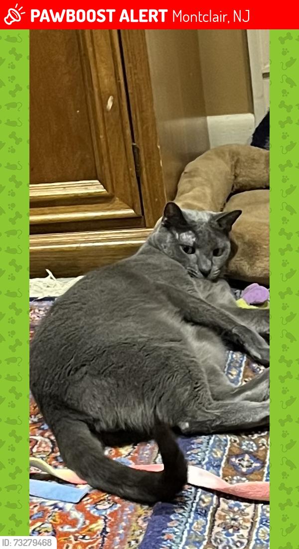 Lost Male Cat last seen Upper Mountain Ave, Montclair, NJ 07043