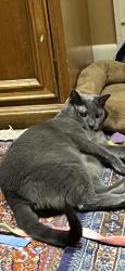Lost Male Cat last seen Upper Mountain Ave, Montclair, NJ 07043