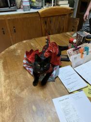 Reunited Male Cat last seen Flower St and Dean Dr in Ventura, Ventura, CA 93003