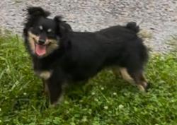 Reunited Female Dog last seen Fairgarden,, Fairgarden, TN 37876