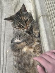 Reunited Female Cat last seen Near 89st nw, Edmonton, AB T6K 3A1