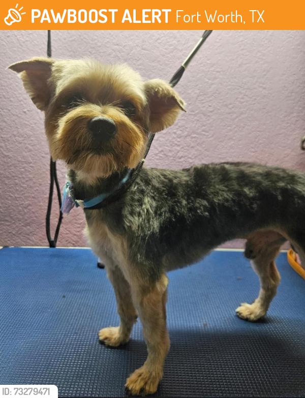 Found/Stray Male Dog last seen Meadowbrook, Fort Worth, TX 76103