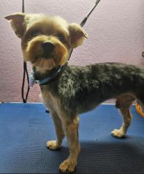 Found/Stray Male Dog last seen Meadowbrook, Fort Worth, TX 76103