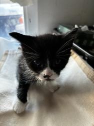 Shelter Stray Male Cat last seen UT, 511 W 3900 S, Salt Lake City, UT 84123, USA