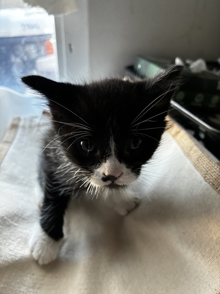 Shelter Stray Male Cat last seen UT, 511 W 3900 S, Salt Lake City, UT 84123, USA